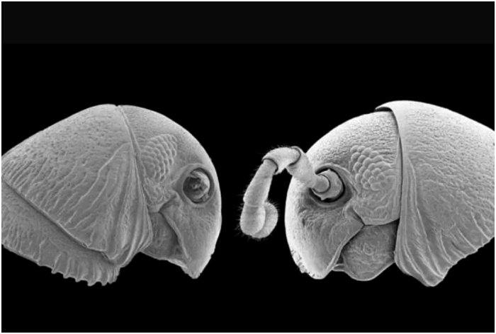 ‘200 Legs’! Alien-Like Creatures Discovered In Tanzania Jungles